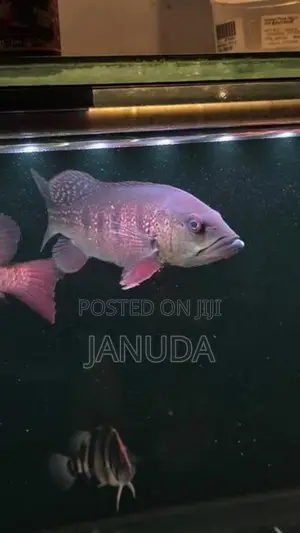 Intermedia Bass Fish