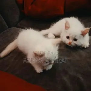 White Persian Kittens — 2 Males, Blue Eyes