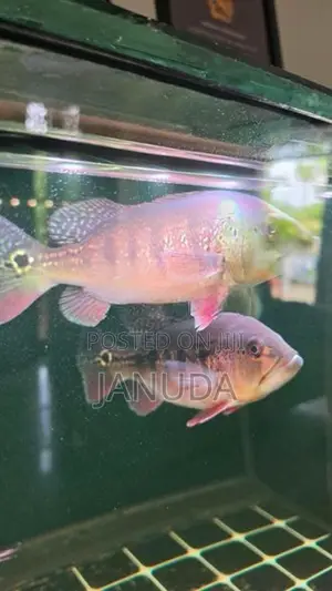 Intermedia Bass Fish