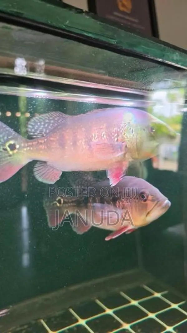 Intermedia Bass Fish