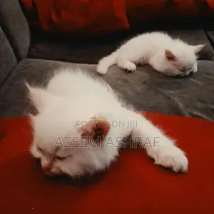 White Persian Kittens — 2 Males, Blue Eyes
