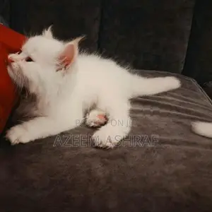 White Persian Kittens — 2 Males, Blue Eyes
