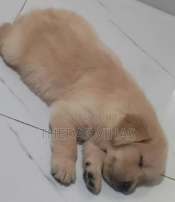 Golden Retriever Puppies