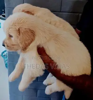 Golden Retriever Puppies