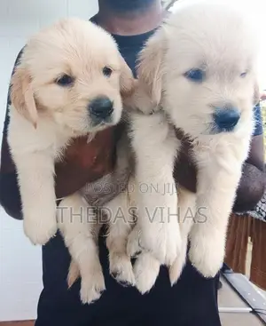 Golden Retriever Puppies