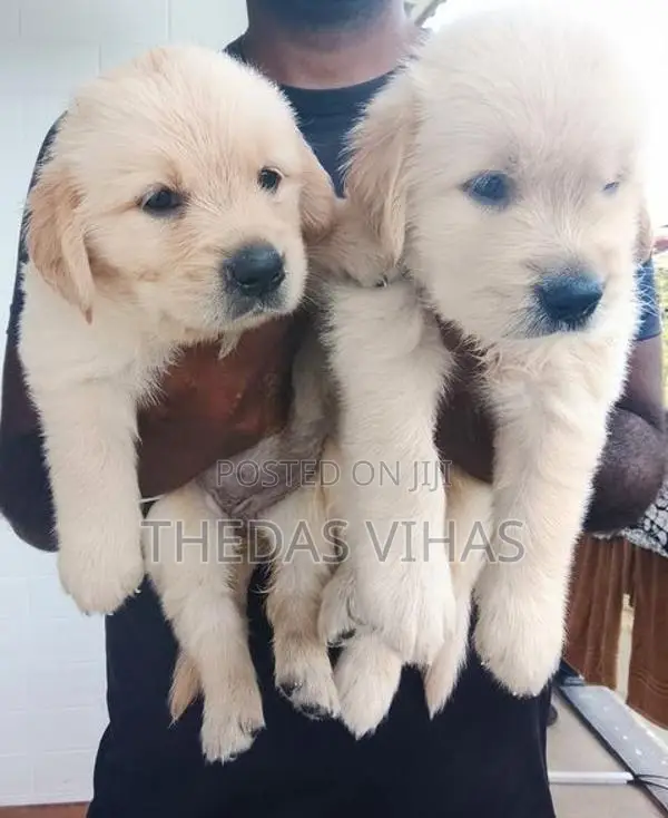 Golden Retriever Puppies
