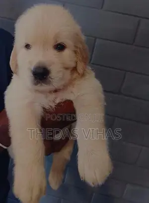 Golden Retriever Puppies