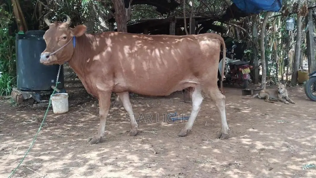 Farm Cows