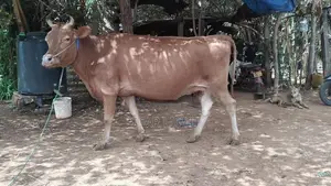 Farm Cows