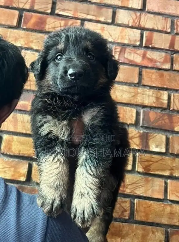 German Shepherd Puppies
