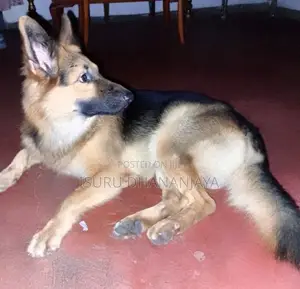 German shepherd Dog for crossing