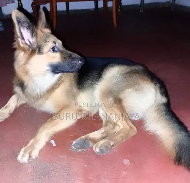 German shepherd Dog for crossing