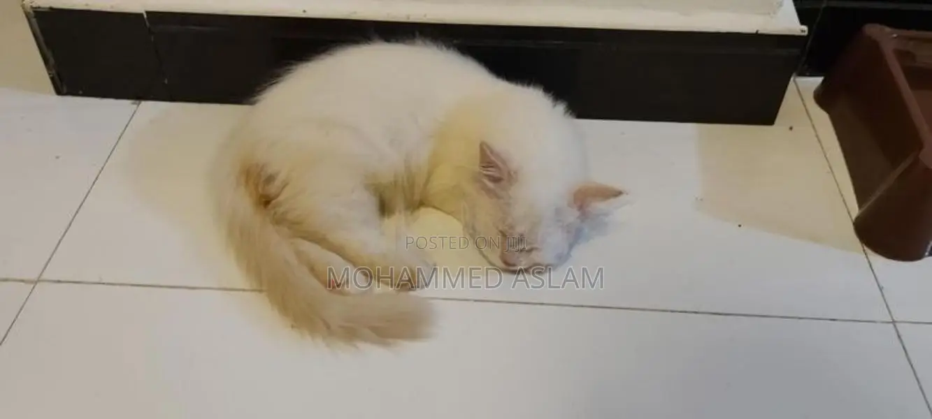Pure Breed Persian Kittens
