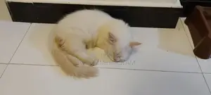 Pure Breed Persian Kittens