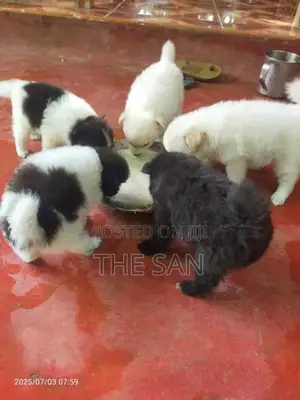 Lion Pomeranian