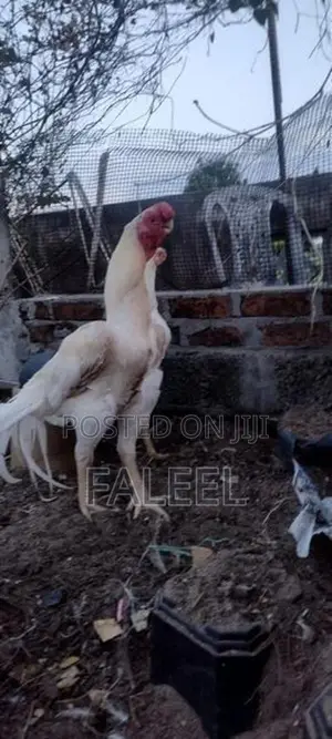 Roosters