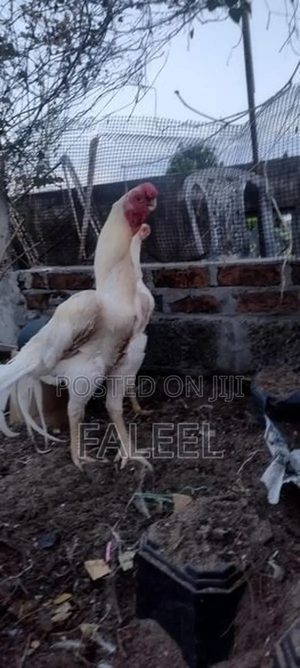 Roosters