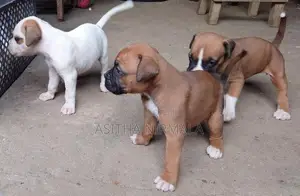 Boxer Puppies