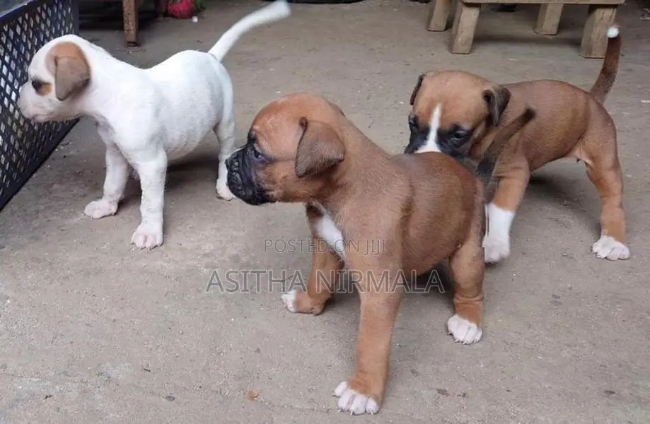 Boxer Puppies