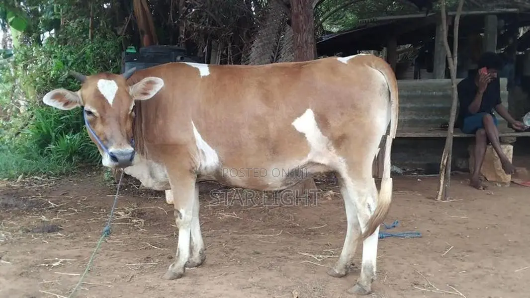 Farm Cows