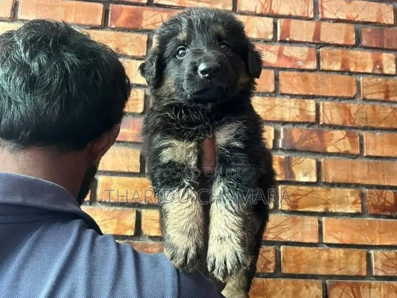 German Shepherd Puppies