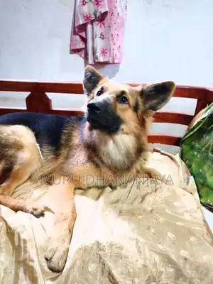 German shepherd Dog for crossing