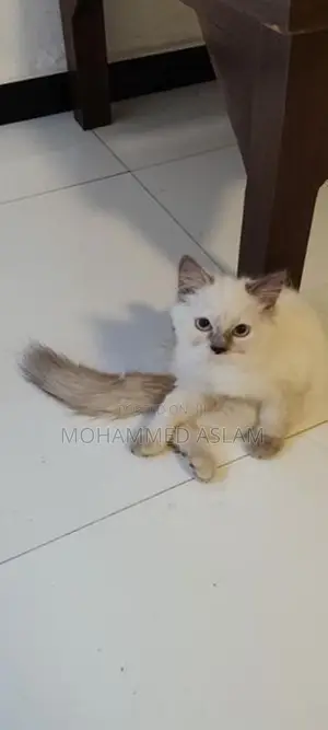 Pure Breed Persian Kittens