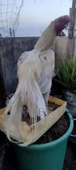 Roosters