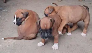 Boxer Puppies