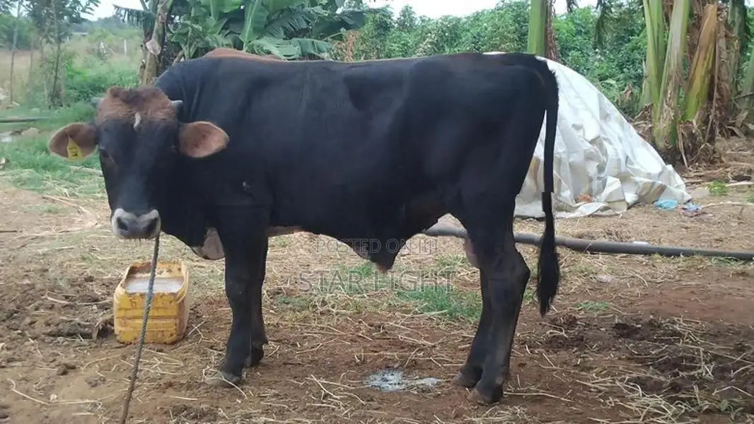 Farm Cows