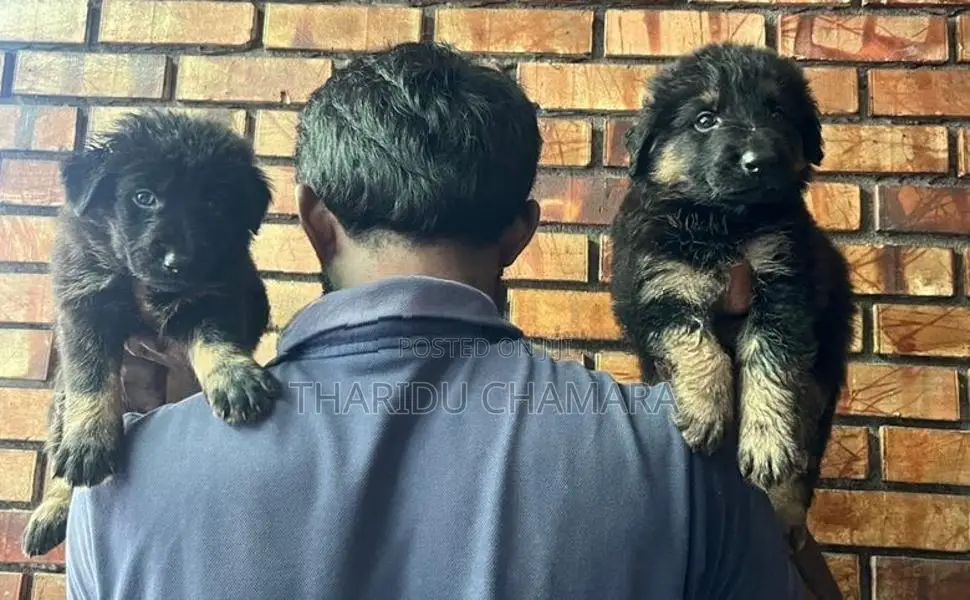 German Shepherd Puppies