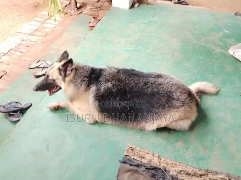 German shepherd Dog for crossing
