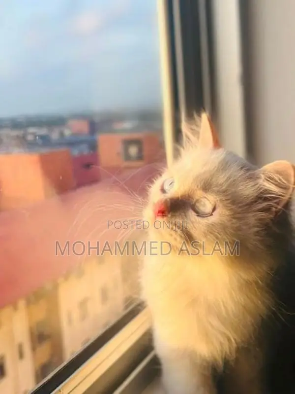 Pure Breed Persian Kittens