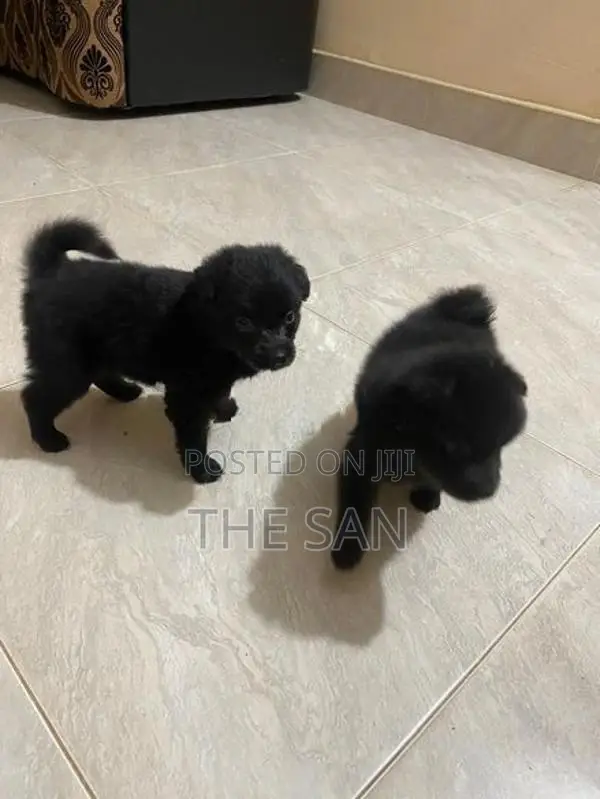 Lion Pomeranian