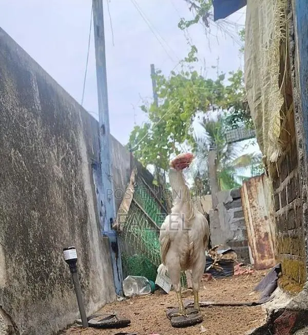 Roosters