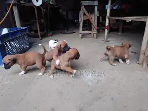 Boxer Puppies