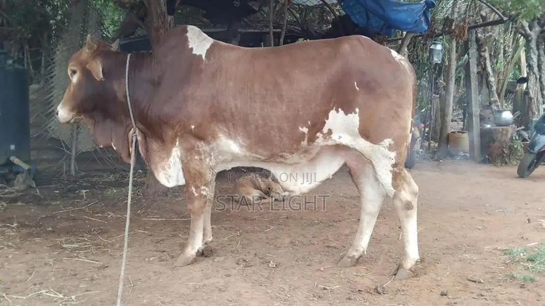 Farm Cows