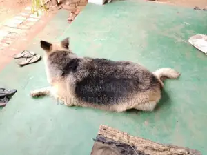 German shepherd Dog for crossing