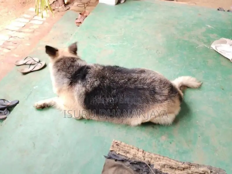 German shepherd Dog for crossing