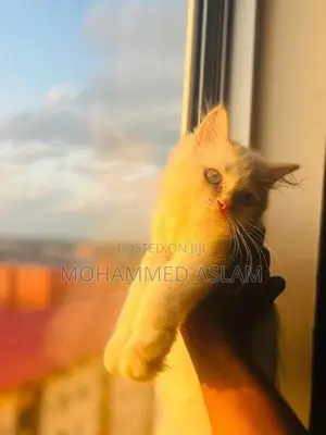 Pure Breed Persian Kittens