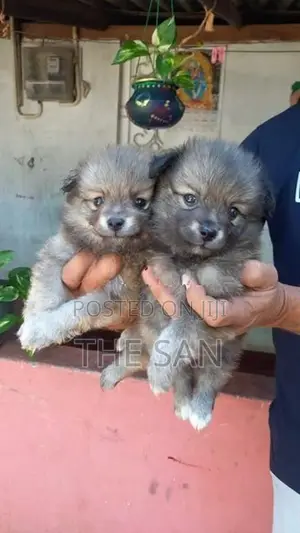 Lion Pomeranian