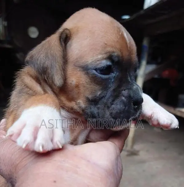 Boxer Puppies