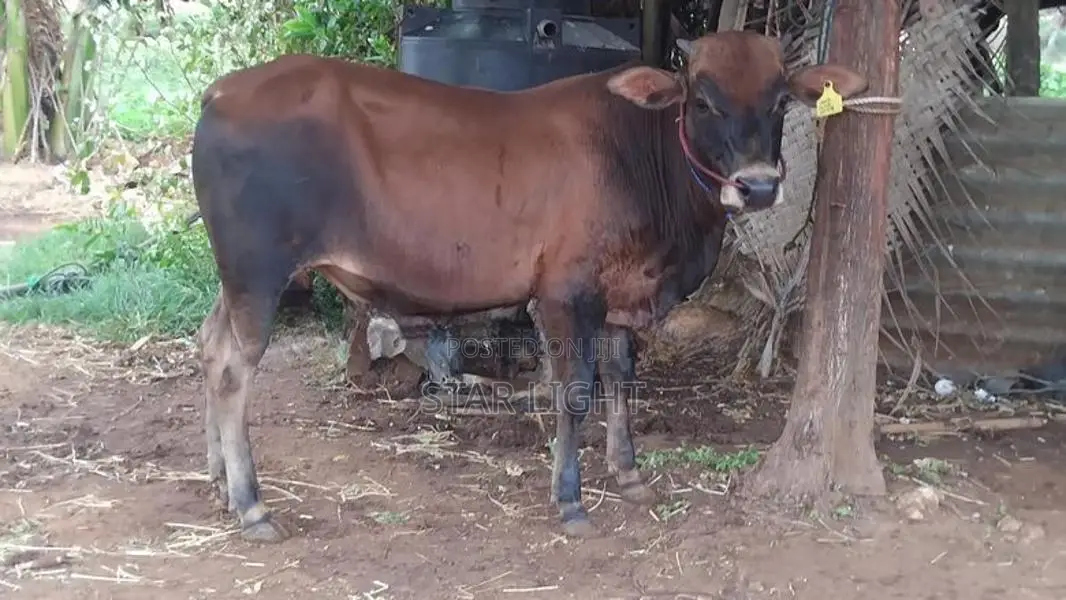 Farm Cows