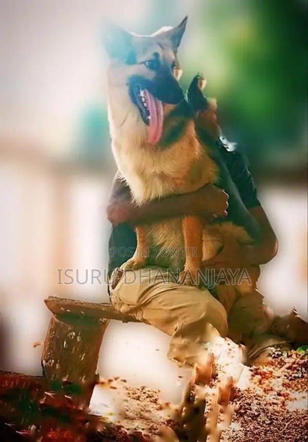 German shepherd Dog for crossing