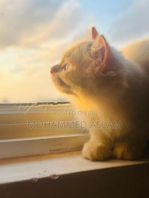 Pure Breed Persian Kittens
