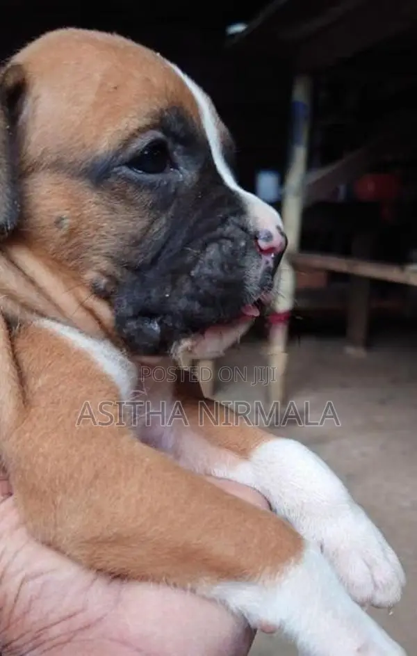 Boxer Puppies