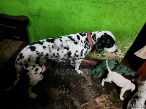Dalmatian Puppies