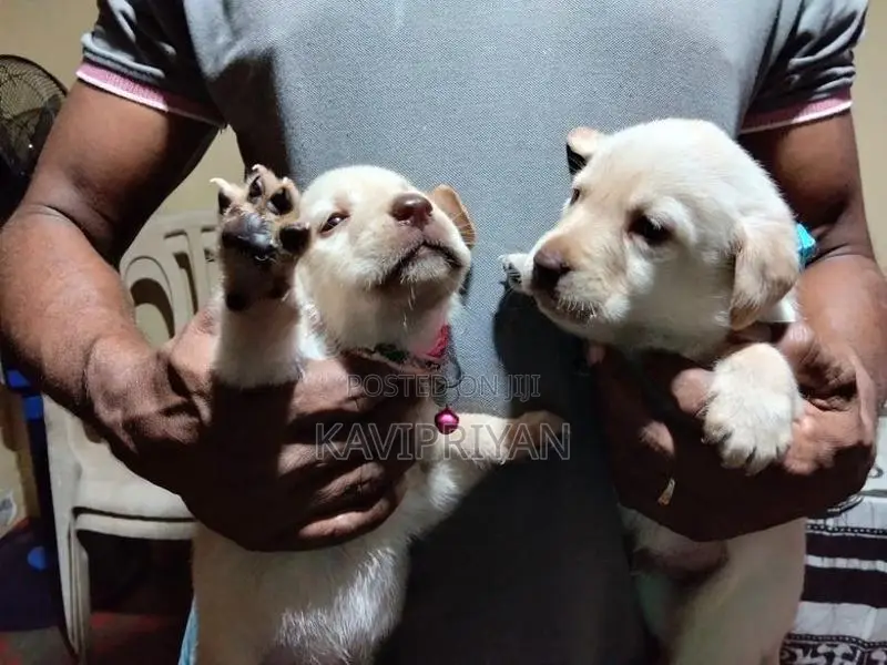 Labrador Puppies