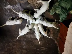 Dalmatian Puppies