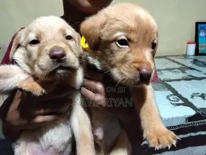 Labrador Puppies